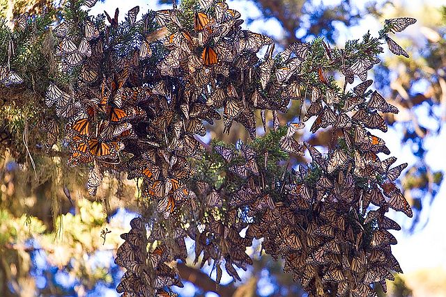 Monarchs wintering in the Monarch Grove Sanctuary Preserve, California